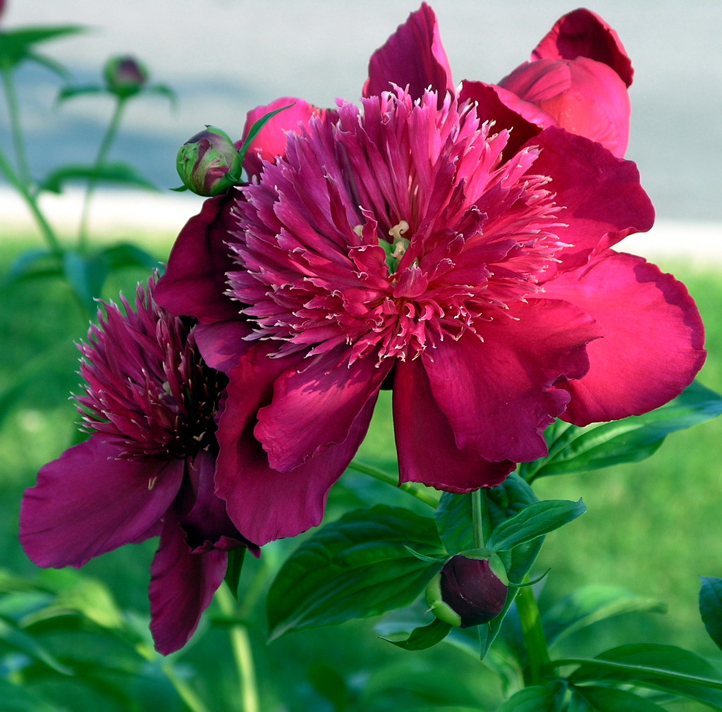 Paeonia lactiflora 'Instituteur Doriat'